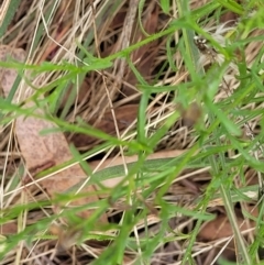 Vittadinia cuneata var. cuneata at Stromlo, ACT - 5 Feb 2022