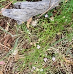 Vittadinia cuneata var. cuneata at Stromlo, ACT - 5 Feb 2022