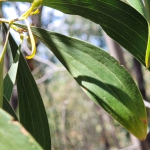 Acacia implexa at Molonglo Valley, ACT - 5 Feb 2022