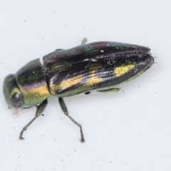 Melobasis purpurascens (A jewel beetle) at Higgins, ACT - 5 Feb 2022 by AlisonMilton