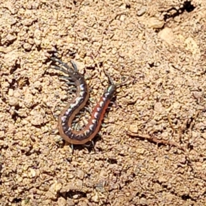Scolopendra laeta at Molonglo Valley, ACT - 5 Feb 2022 11:41 AM