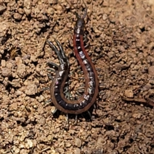 Scolopendra laeta at Molonglo Valley, ACT - 5 Feb 2022 11:41 AM