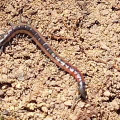 Scolopendra laeta at Molonglo Valley, ACT - 5 Feb 2022 11:41 AM