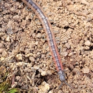 Scolopendra laeta at Molonglo Valley, ACT - 5 Feb 2022 11:41 AM