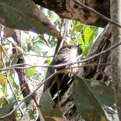 Cormobates leucophaea (White-throated Treecreeper) at Molonglo Valley, ACT - 5 Feb 2022 by trevorpreston