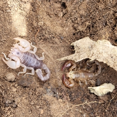 Urodacus manicatus (Black Rock Scorpion) at Molonglo Valley, ACT - 5 Feb 2022 by trevorpreston