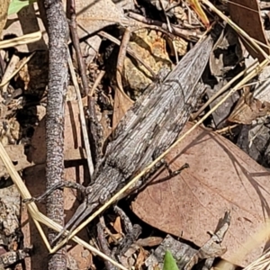 Coryphistes ruricola at Molonglo Valley, ACT - 5 Feb 2022