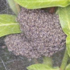 Unidentified Spider (Araneae) at ANBG - 3 Feb 2022 by AlisonMilton