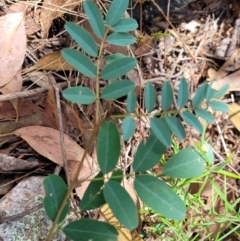 Indigofera australis subsp. australis (Australian Indigo) at Molonglo Valley, ACT - 5 Feb 2022 by tpreston