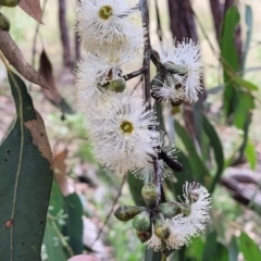 Eucalyptus dives (Broad-leaved Peppermint) at Molonglo Valley, ACT - 5 Feb 2022 by trevorpreston