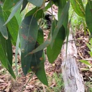 Eucalyptus dives at Molonglo Valley, ACT - 5 Feb 2022