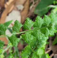 Asplenium flabellifolium (Necklace Fern) at Molonglo Valley, ACT - 5 Feb 2022 by tpreston