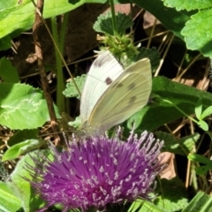 Pieris rapae (Cabbage White) at Denman Prospect 2 Estate Deferred Area (Block 12) - 5 Feb 2022 by tpreston