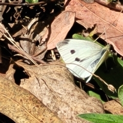 Pieris rapae at Molonglo Valley, ACT - 5 Feb 2022