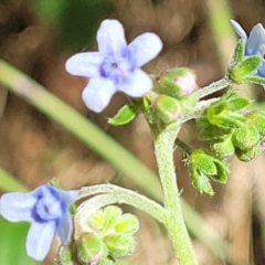 Cynoglossum australe (Australian Forget-me-not) at Molonglo Valley, ACT - 5 Feb 2022 by tpreston