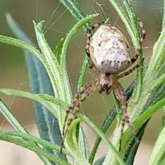 Plebs eburnus (Eastern bush orb-weaver) at Molonglo Valley, ACT - 5 Feb 2022 by trevorpreston