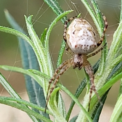 Plebs eburnus (Eastern bush orb-weaver) at Molonglo Valley, ACT - 5 Feb 2022 by trevorpreston