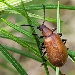 Ecnolagria grandis (Honeybrown beetle) at Molonglo Valley, ACT - 5 Feb 2022 by tpreston