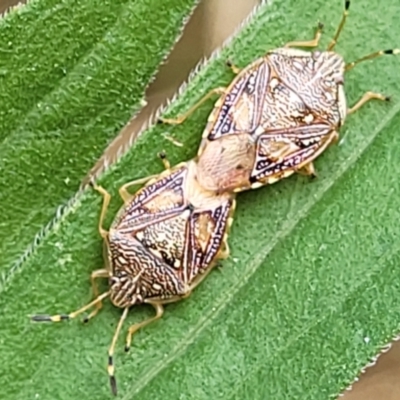 Anischys luteovarius (A shield bug) at Molonglo Valley, ACT - 5 Feb 2022 by trevorpreston