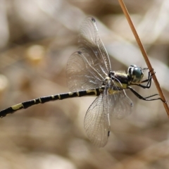 Parasynthemis regina (Royal Tigertail) at West Wodonga, VIC - 4 Feb 2022 by KylieWaldon