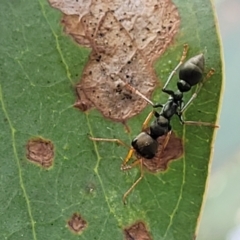 Myrmecia sp., pilosula-group (Jack jumper) at Molonglo Valley, ACT - 5 Feb 2022 by trevorpreston