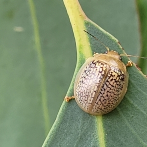 Paropsisterna decolorata at Molonglo Valley, ACT - 5 Feb 2022