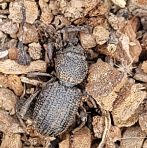 Cubicorhynchus sp. (genus) at Molonglo Valley, ACT - 5 Feb 2022