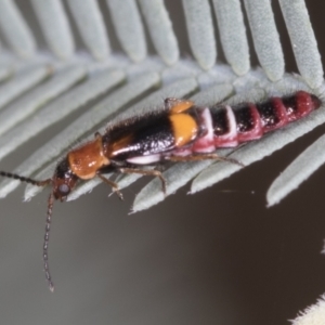 Carphurus sp. (genus) at Bango, NSW - 3 Feb 2022 10:18 AM