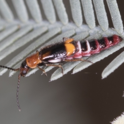 Carphurus sp. (genus) (Soft-winged flower beetle) at Bango, NSW - 2 Feb 2022 by AlisonMilton
