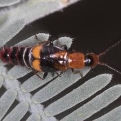 Carphurus sp. (genus) at Bango, NSW - 3 Feb 2022 10:18 AM