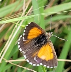 Lucia limbaria (Chequered Copper) at Molonglo Valley, ACT - 5 Feb 2022 by tpreston