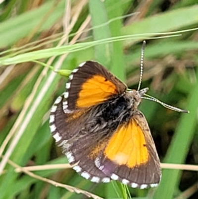 Lucia limbaria (Chequered Copper) at Molonglo Valley, ACT - 5 Feb 2022 by tpreston