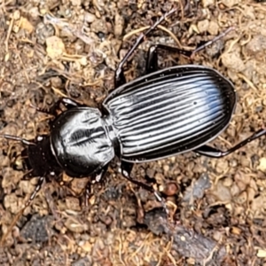 Pterostichini (tribe) at Molonglo Valley, ACT - 5 Feb 2022 10:58 AM