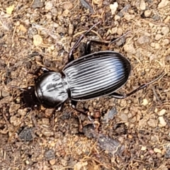 Pterostichini (tribe) at Molonglo Valley, ACT - 5 Feb 2022