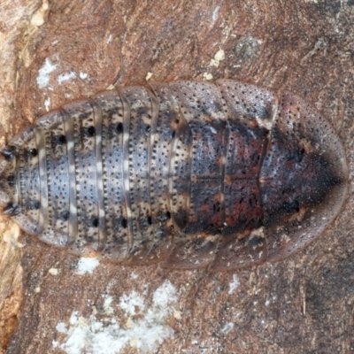 Laxta sp. (genus) (Bark cockroach) at Bango, NSW - 2 Feb 2022 by jb2602