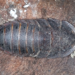 Laxta sp. (genus) (Bark cockroach) at Bango, NSW - 2 Feb 2022 by jb2602