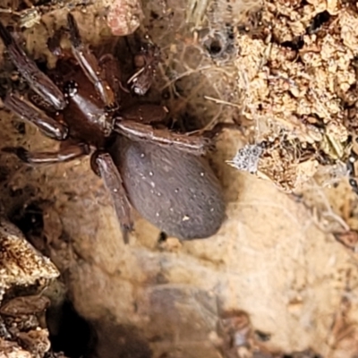 Gnaphosidae (family) (Ground spider) at Molonglo Valley, ACT - 4 Feb 2022 by tpreston