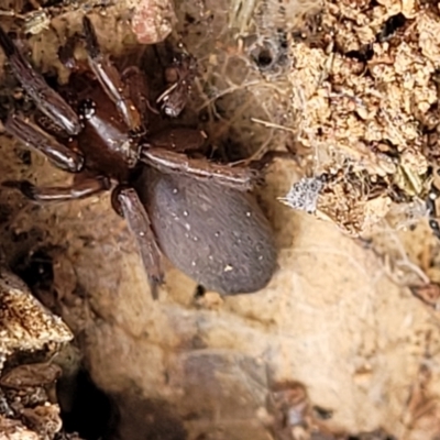 Gnaphosidae (family) (Ground spider) at Molonglo Valley, ACT - 5 Feb 2022 by trevorpreston