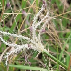 Chloris truncata (Windmill Grass) at Molonglo Valley, ACT - 4 Feb 2022 by tpreston