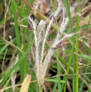 Chloris truncata at Molonglo Valley, ACT - 5 Feb 2022