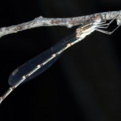 Austrolestes leda (Wandering Ringtail) at Bango, NSW - 3 Feb 2022 by jbromilow50