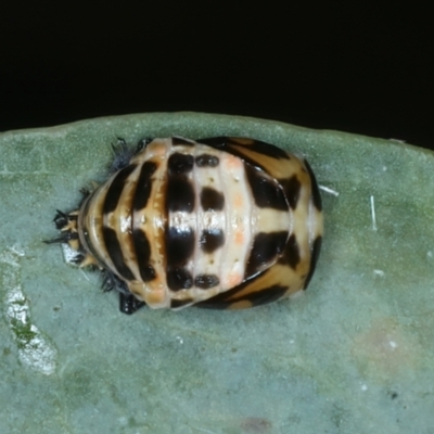 Harmonia conformis (Common Spotted Ladybird) at Bango, NSW - 3 Feb 2022 by jbromilow50