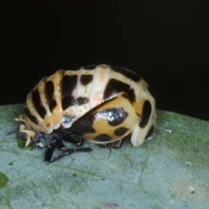 Harmonia conformis at Bango, NSW - 3 Feb 2022 11:23 AM