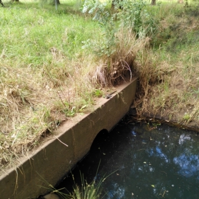 Intellagama lesueurii (Australian Water Dragon) at Latham, ACT - 5 Feb 2022 by JoeG