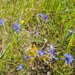 Eryngium ovinum (Blue Devil) at Jerrabomberra, ACT - 5 Feb 2022 by Mike