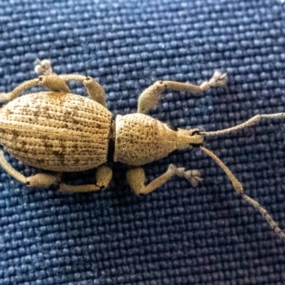 Merimnetes oblongus (Radiata pine shoot weevil) at Watson, ACT - 4 Feb 2022 by sbittinger