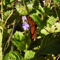 Acraea terpsicore (Tawny Coster) at Town Common, QLD - 1 May 2021 by TerryS