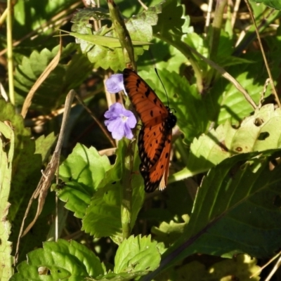 Acraea terpsicore (Tawny Coster) at Town Common, QLD - 2 May 2021 by TerryS