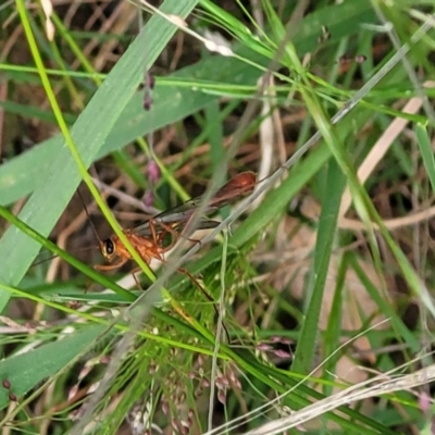 Enicospilus sp. (genus) (An ichneumon wasp) at Molonglo Valley, ACT - 5 Feb 2022 by trevorpreston