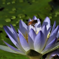 Apis mellifera at Town Common, QLD - 19 Mar 2021 by TerryS